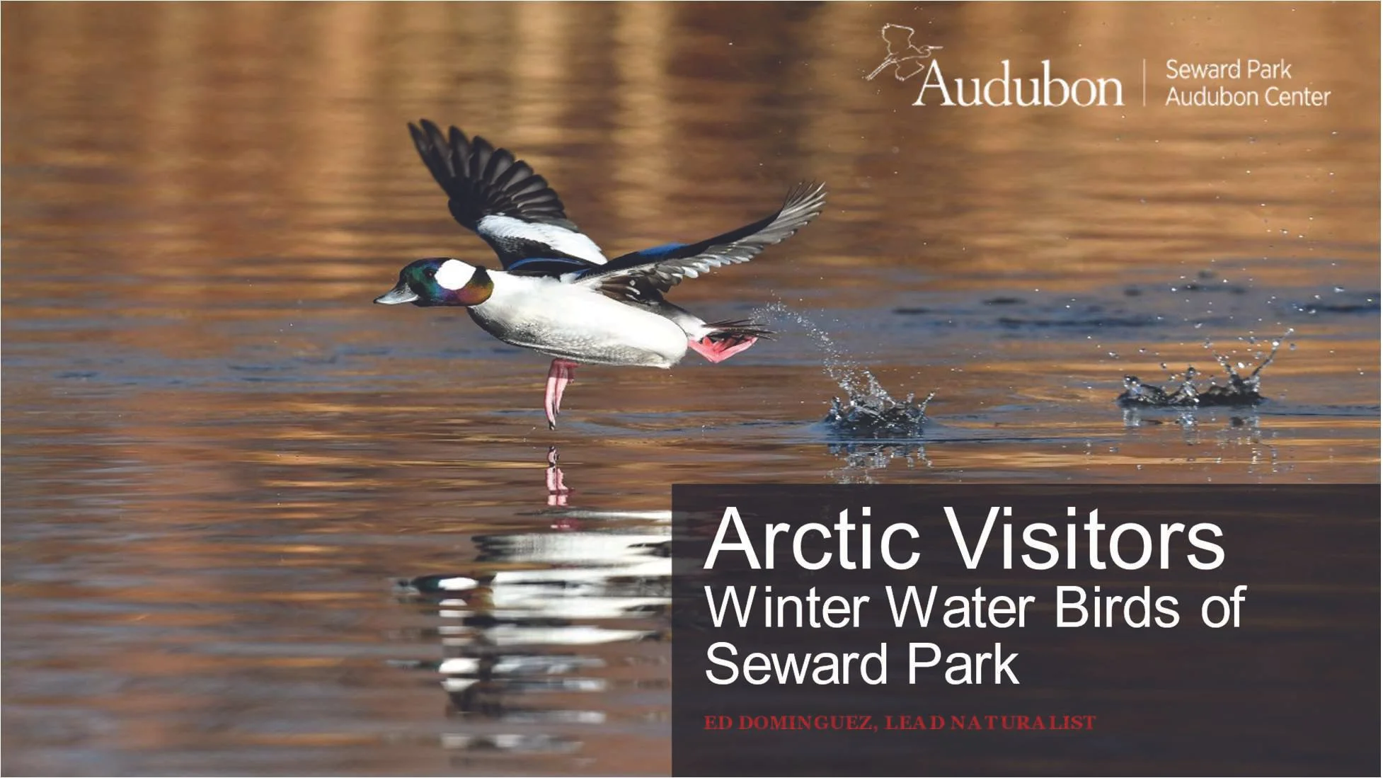 General Meeting and Program: Arctic Visitors