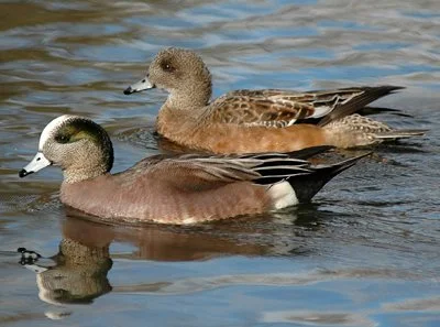 Field Trip to Deer Lagoon Preserve