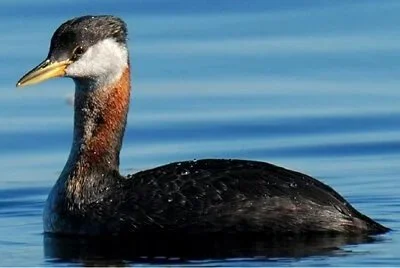 Small Sit* at the Keystone Dive Park/Boat Launch