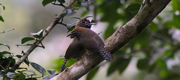 Virtual General Meeting and Program: It Takes Two: An introduction to Bird Duets