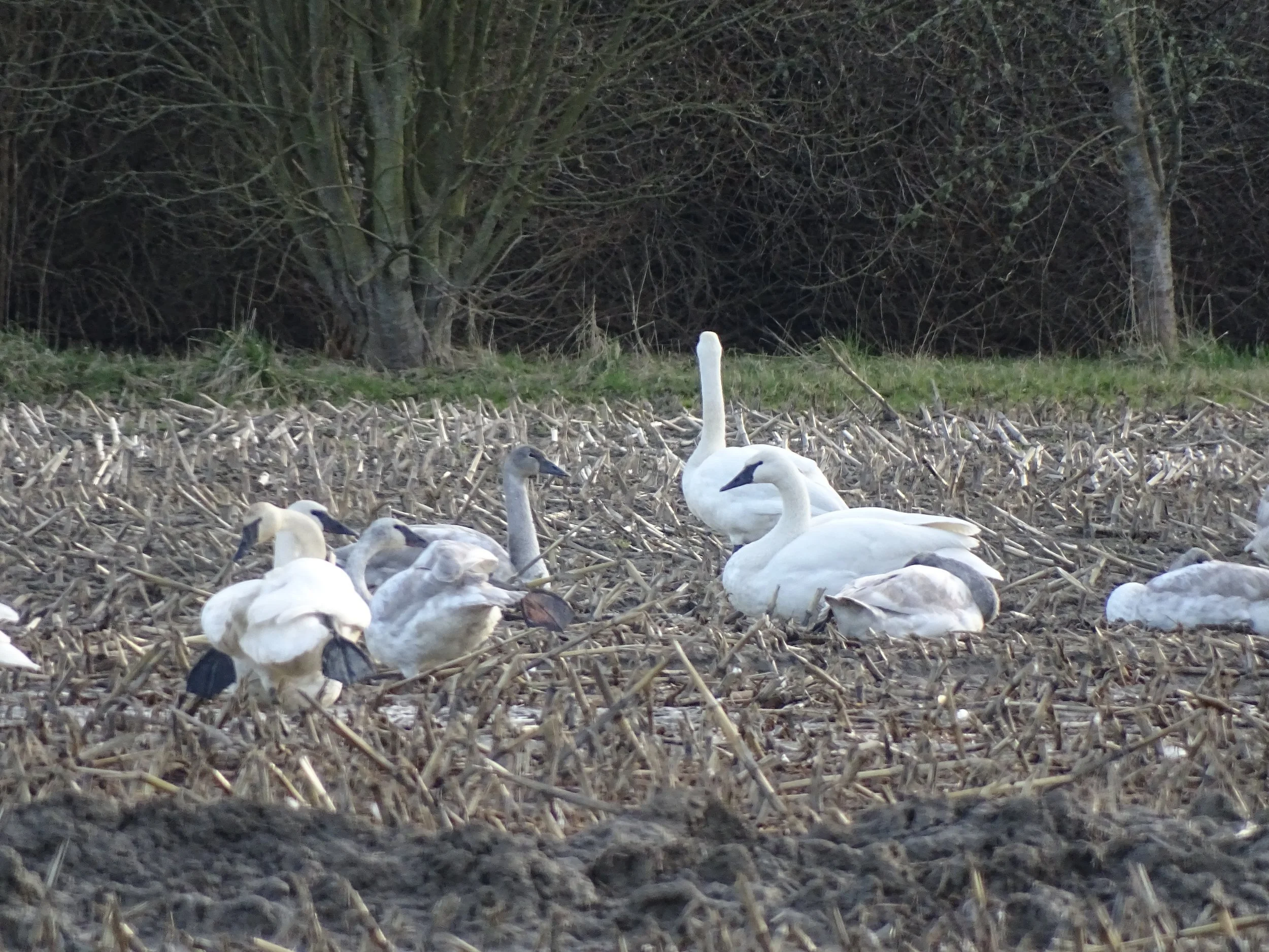 Winter Birds of the Samish Flats and Fir Island