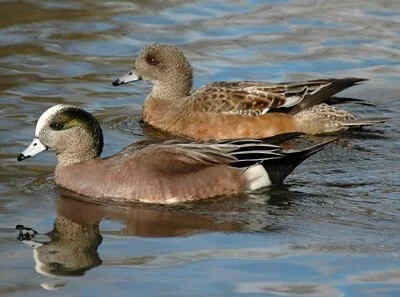 Small Sit* at Flintstone Park