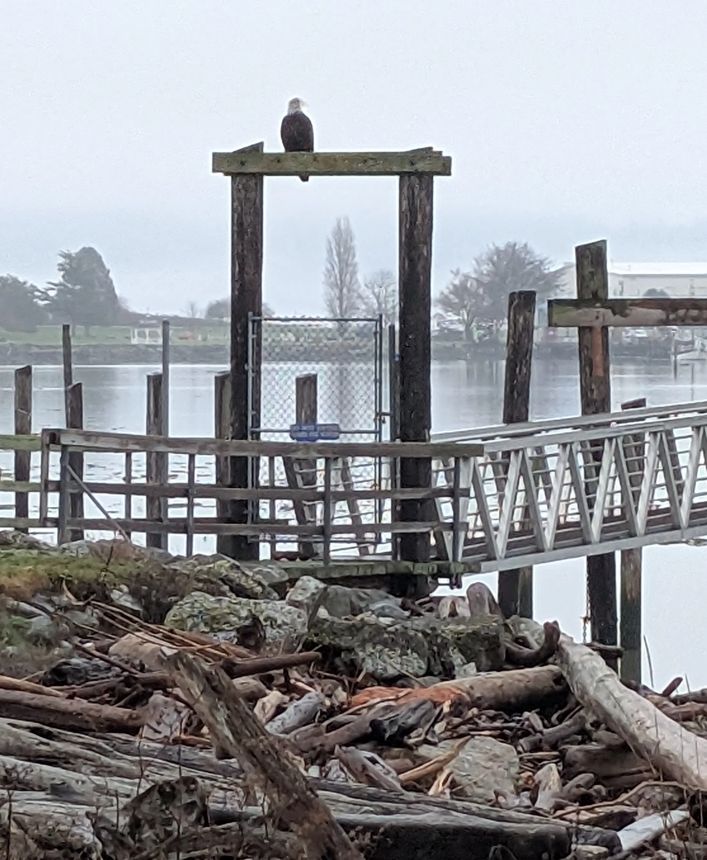 Bald Eagle sitting on perch