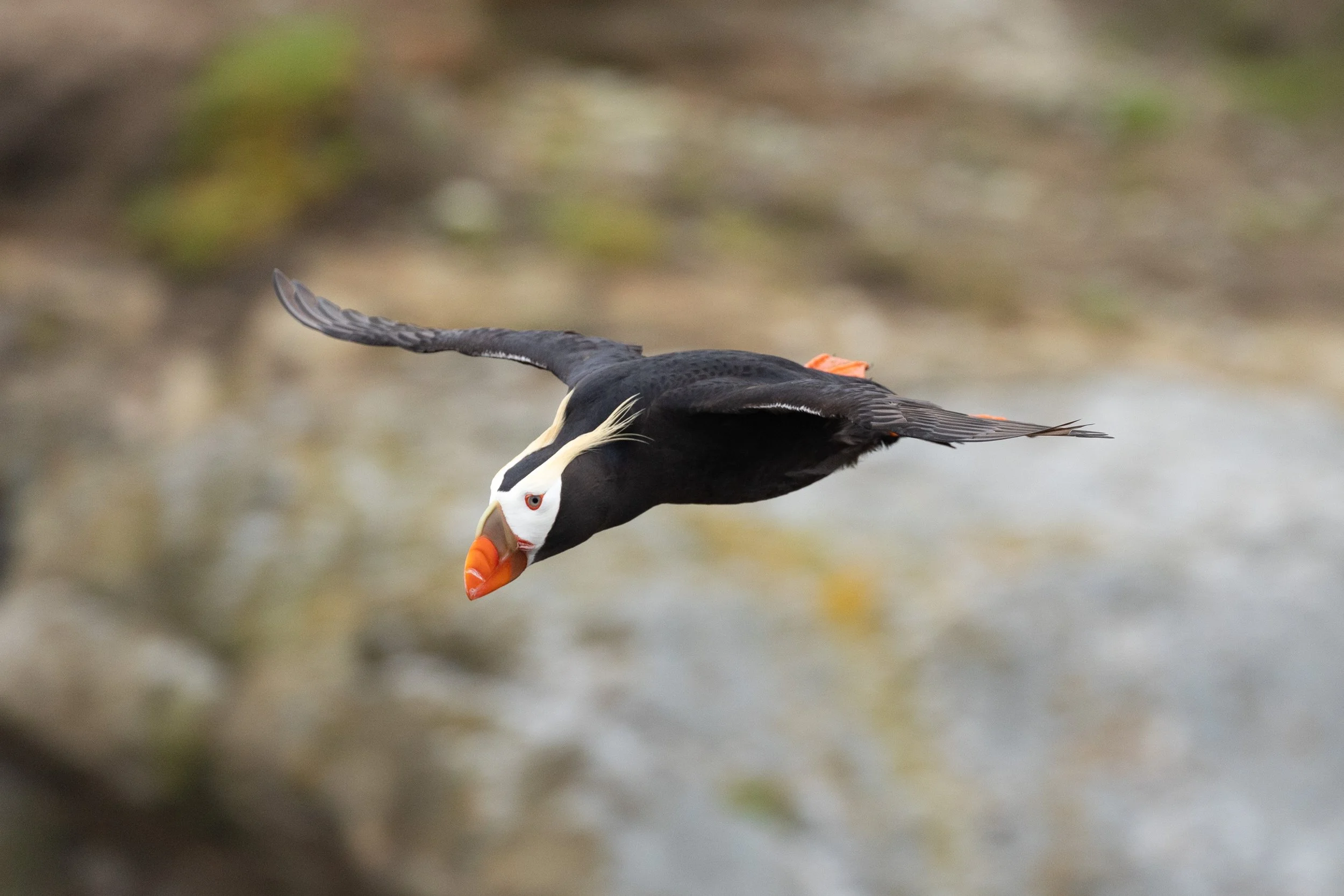 General Meeting and Program: The Tufted Puffin in a Dynamic Seascape