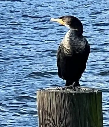 Flintstone Park Small Sit