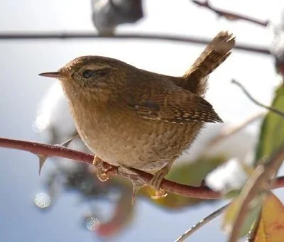 Celebrate Spring Forest Hike at South Whidbey State Park
