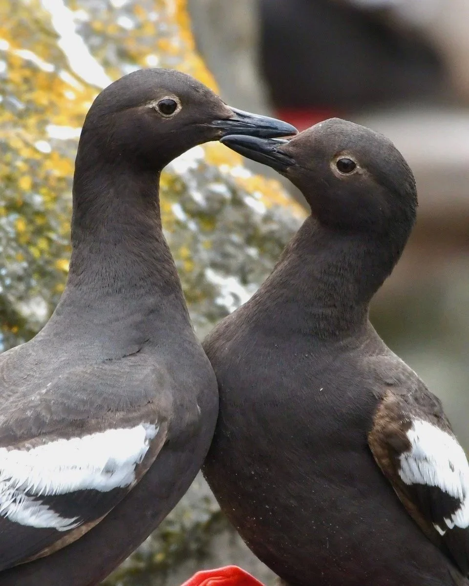Monthly Program: The Joys of One-Bird Birding with Maria Mudd Ruth
