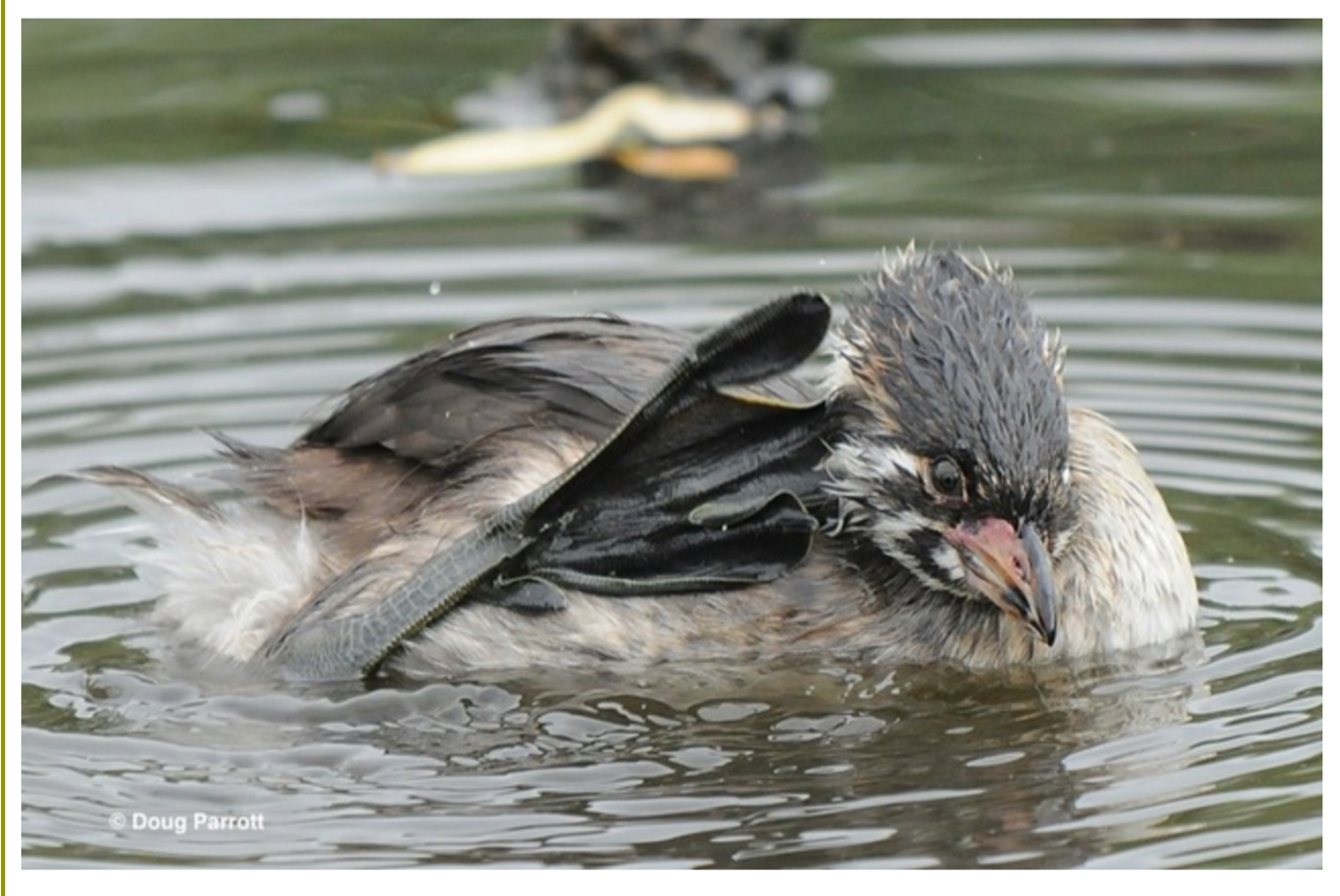 Online Class: Best Foot Forward, How Birds' Feet Define Their Lives