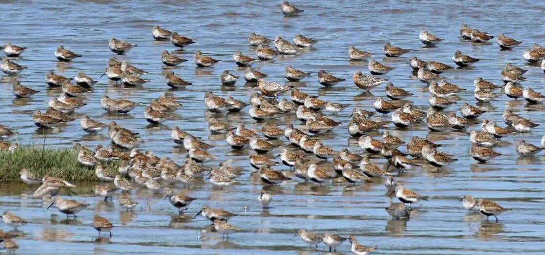 Grays Harbor Shorebird and Nature Festival