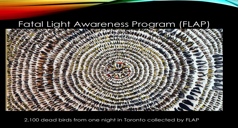 Dark Skies for Migration Season — and All Year Long