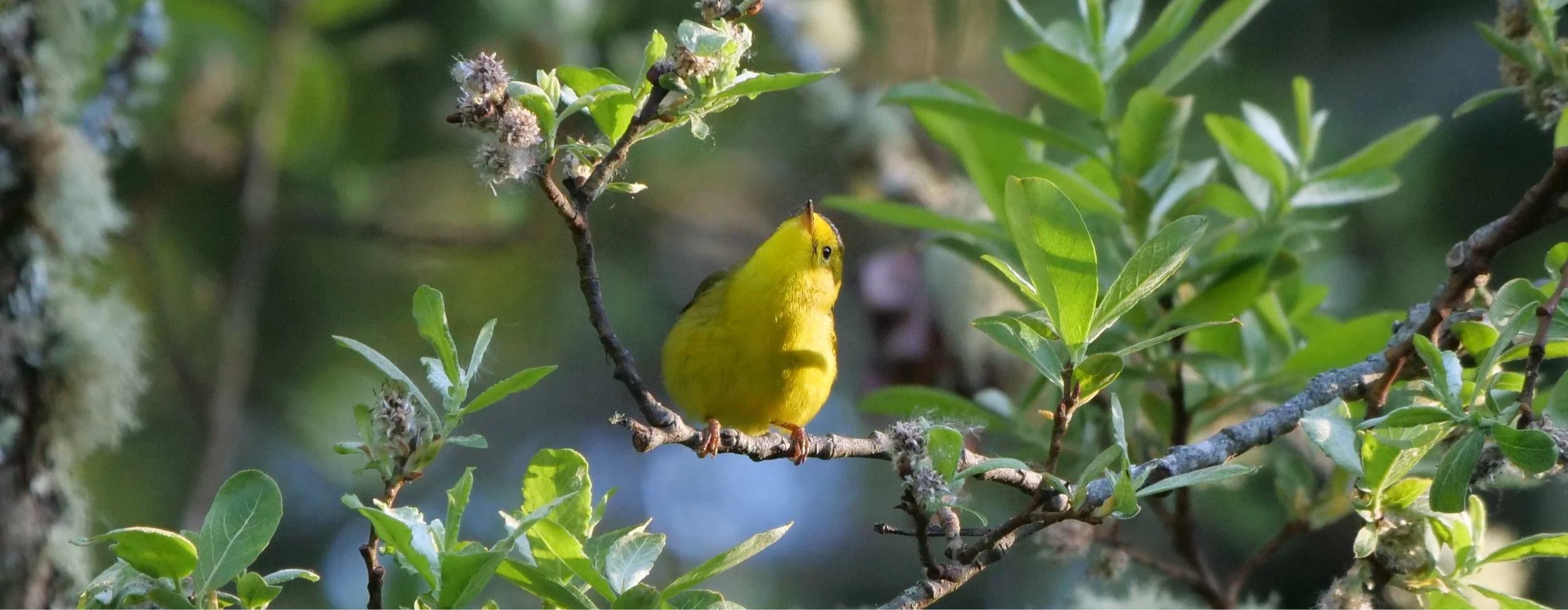 Birding in Neighborhoods South – April Sightings