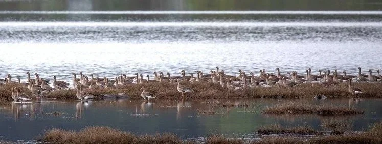 Birding in Neighborhoods North
