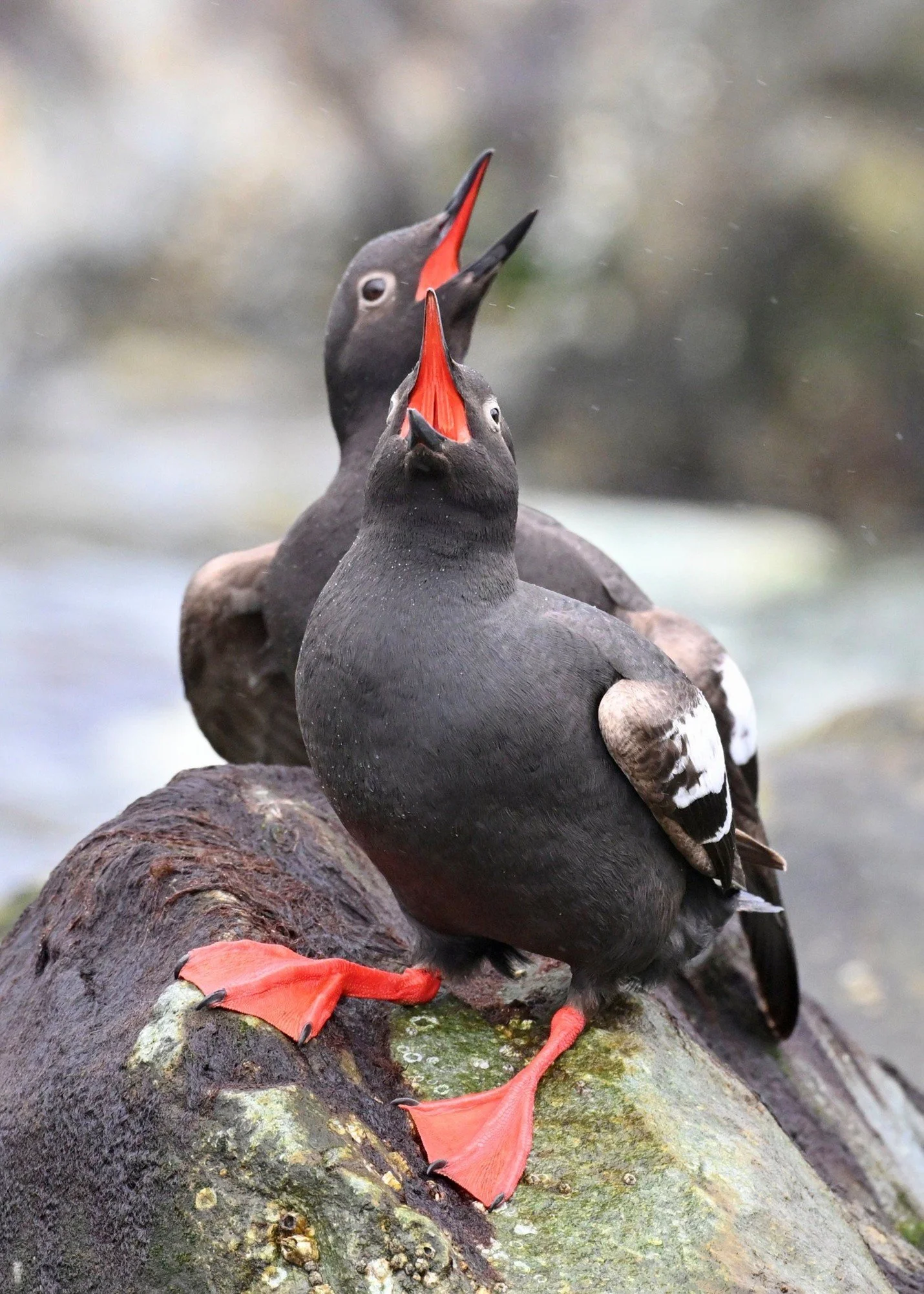 International Guillemot Appreciation Day