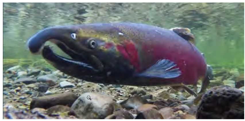 Pacific Salmon at a Crossroads