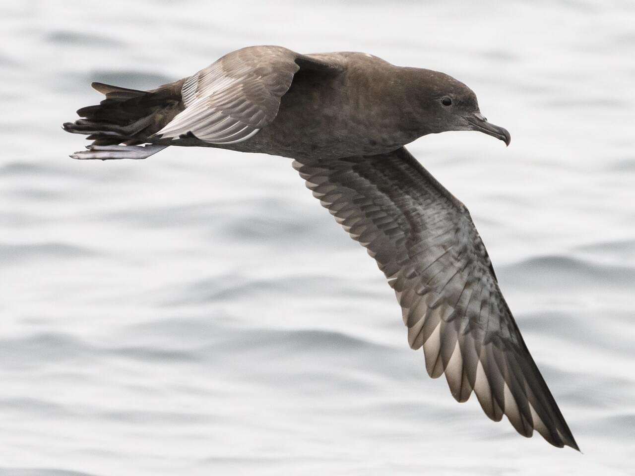 Westport Pelagic Field Trip Report – June 7, 2026