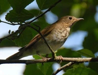 Birding in the Neighborhoods North: Summer 2026 Outings