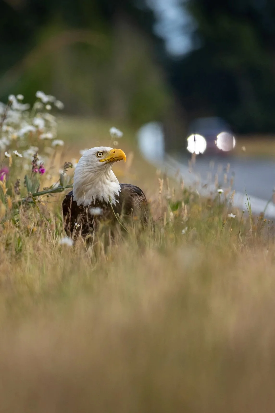 WAS Member Awarded Honorable Mention in the National Audubon Society Photo Contest