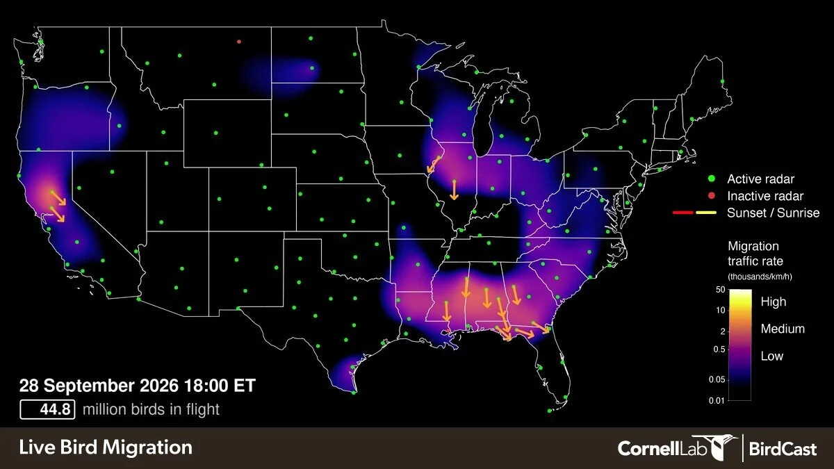 Fall Bird Migration — Helping Birds Travel Safely