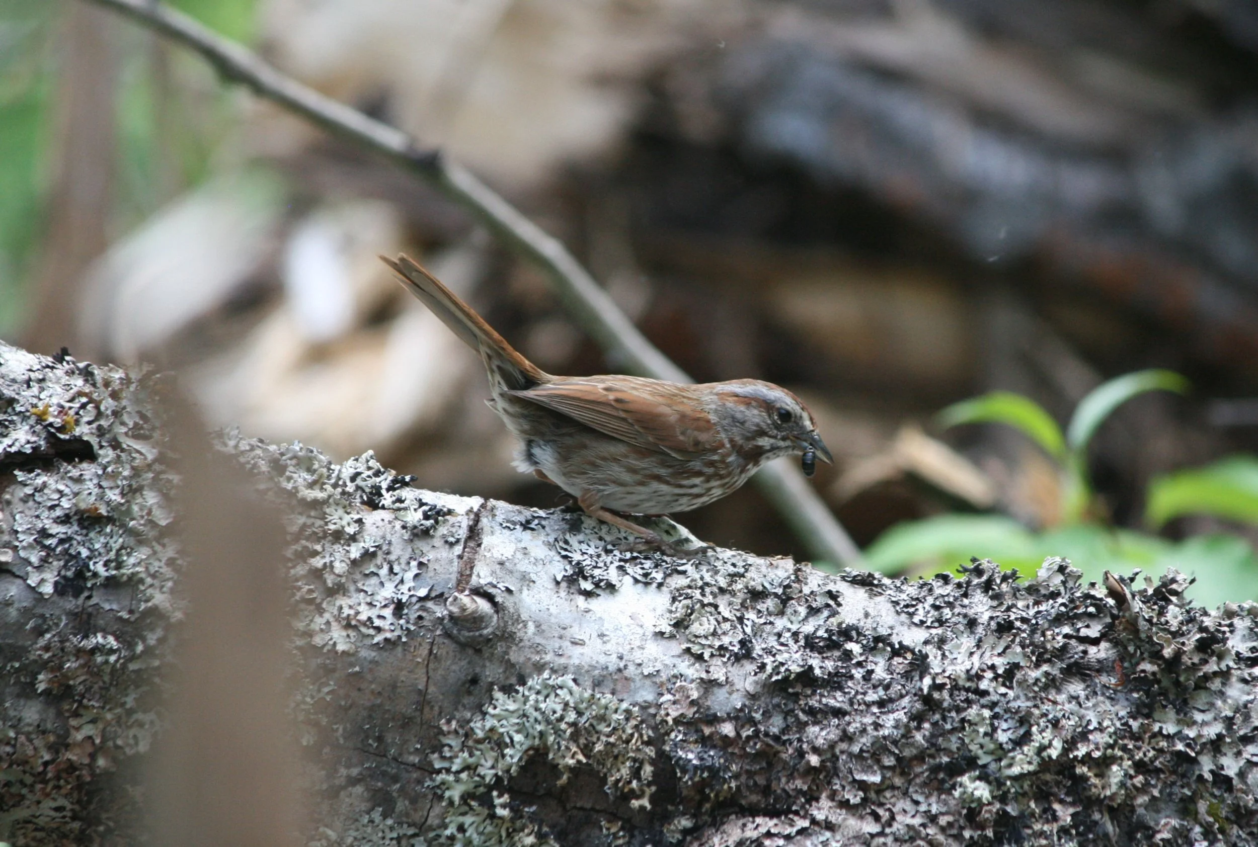 Field Trip: Big Trees and Small Birds Nature Exploration