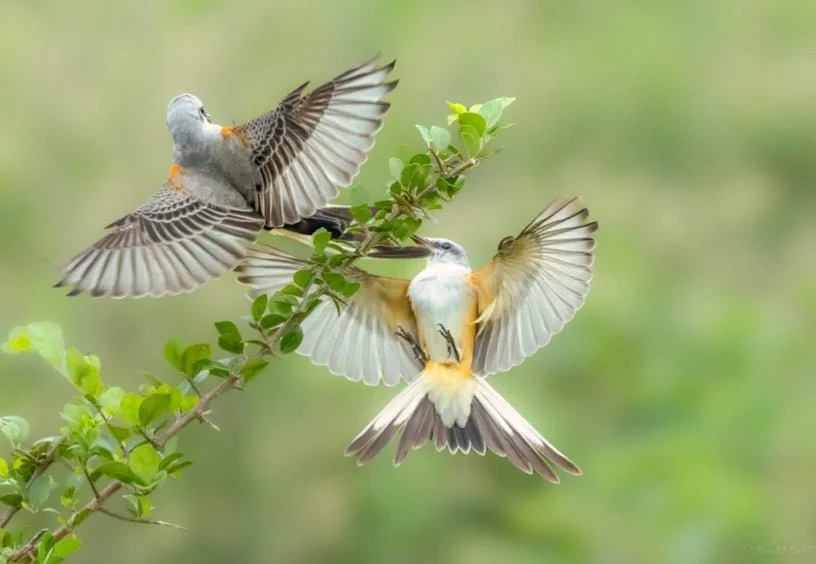 General Meeting and Program: How to Count 4 Million Birds