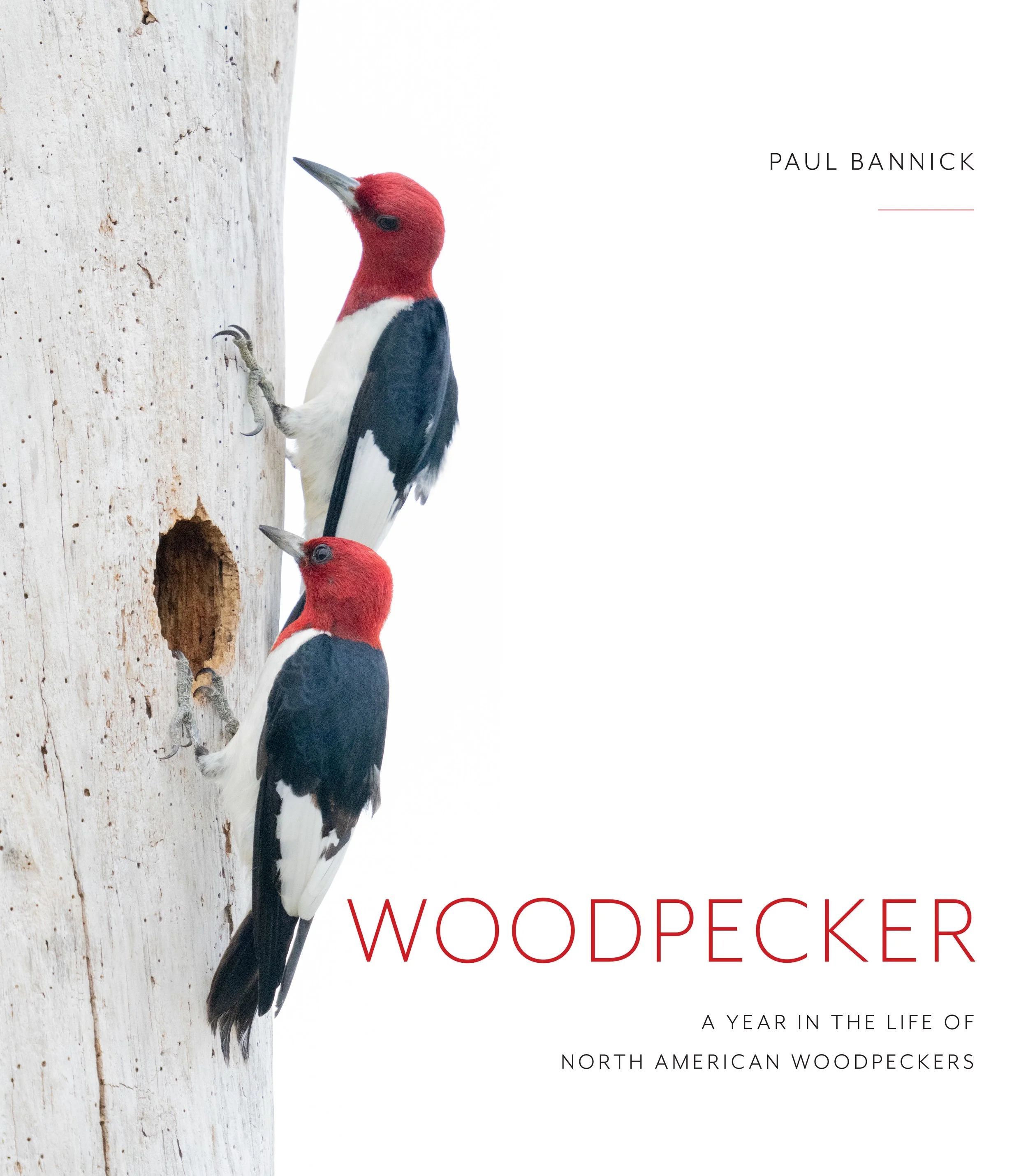 Woodpecker_FINAL cover (1) copy.jpeg