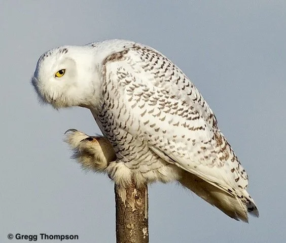 SnowyOwlFeatheredFeet.jpeg