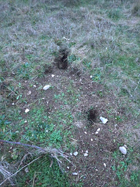 Dogs Pose a Growing Threat to Raptor Food at Greenbank Farm