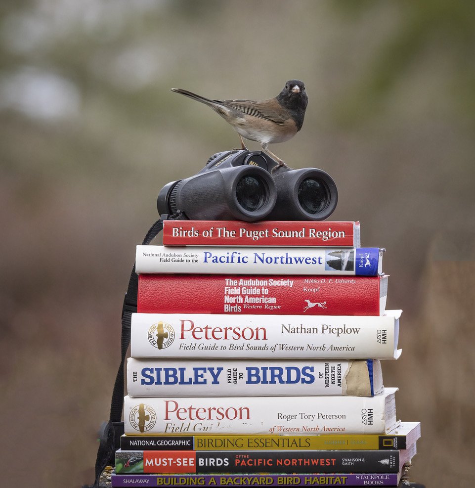 Common Black Hawk  Audubon Field Guide