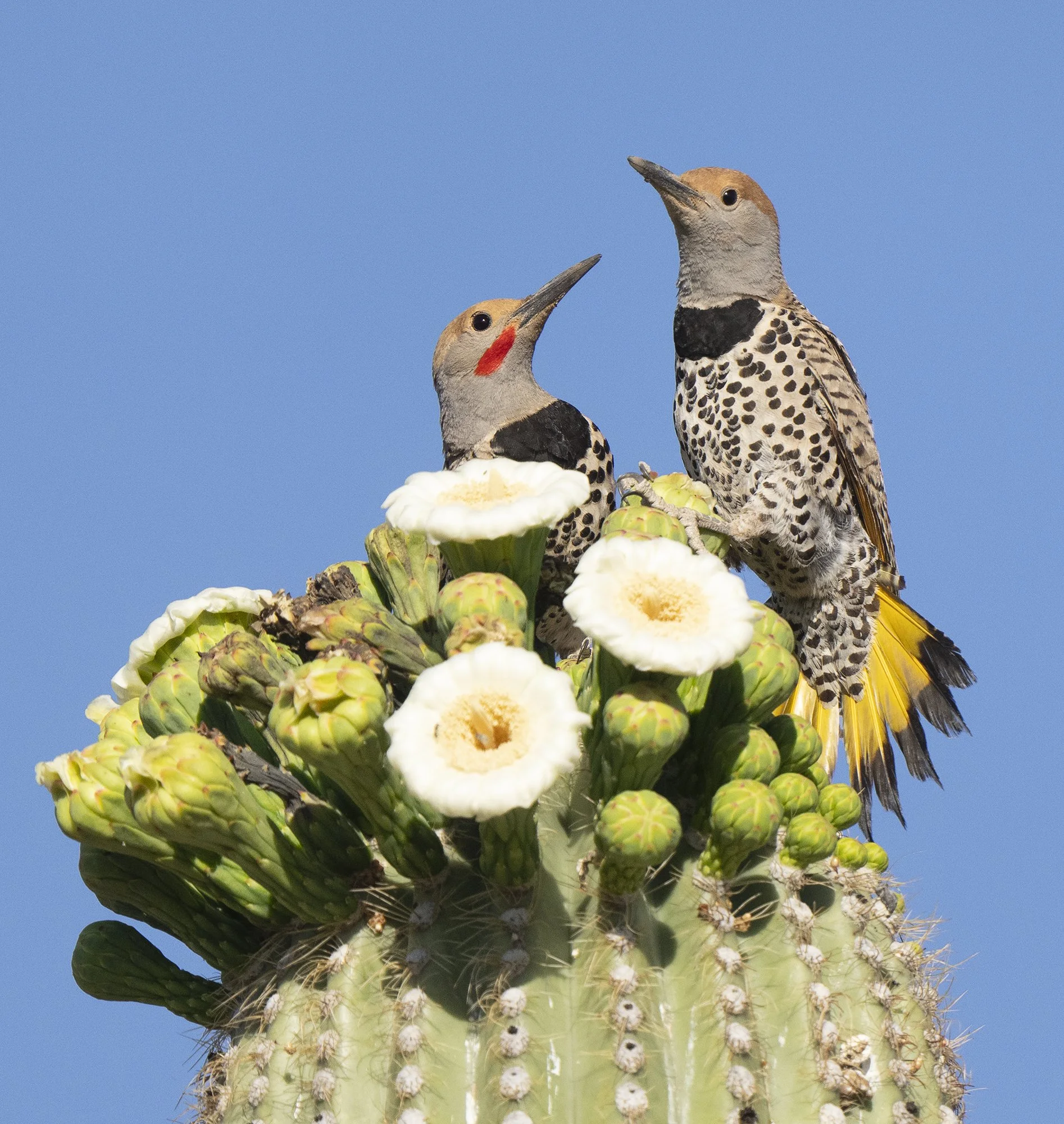 Gilded Flicker (1724)_SM.jpg