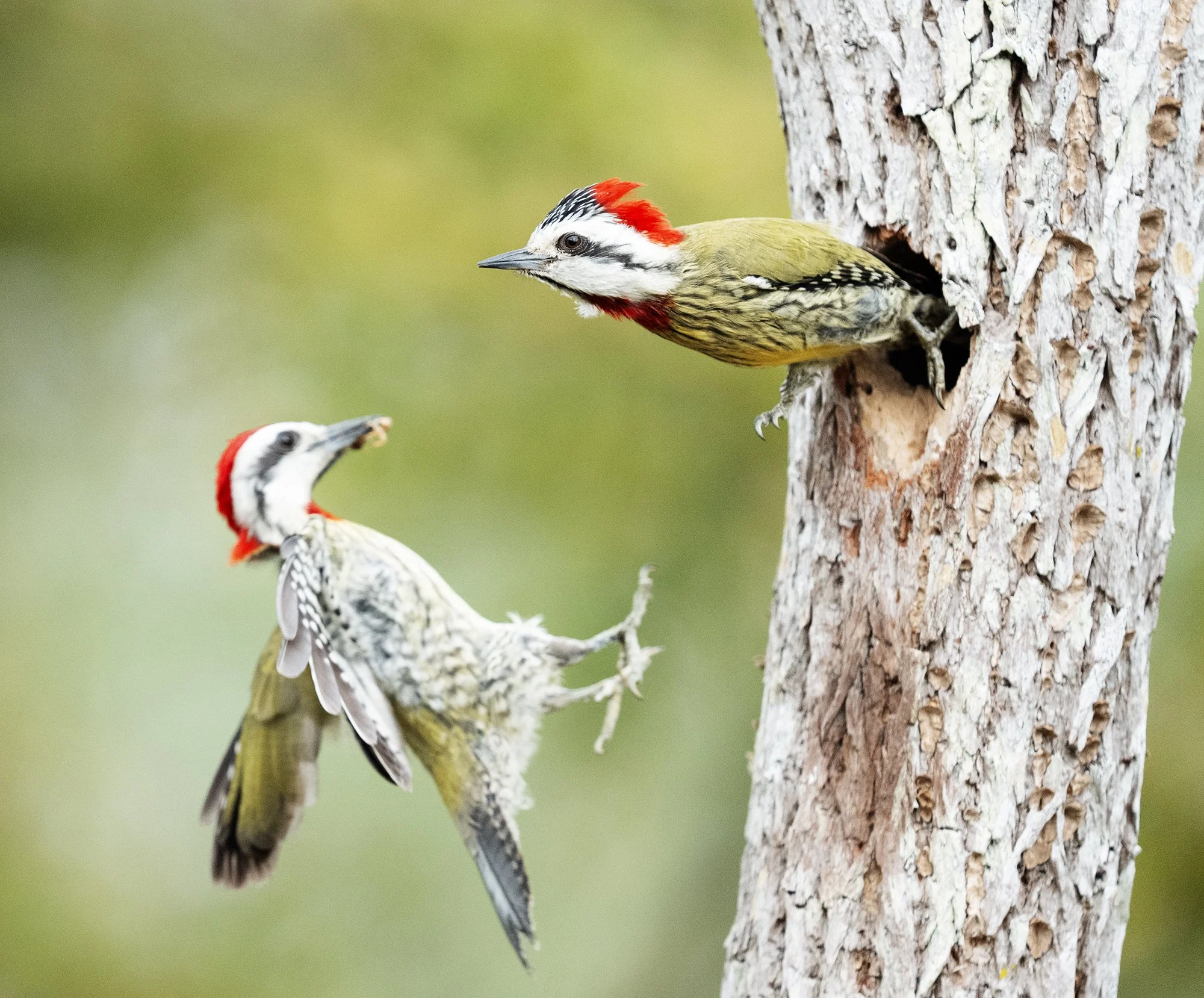 Cuban Green Woodpecker (2938) copy.jpg