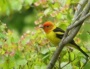 Western Tanager
