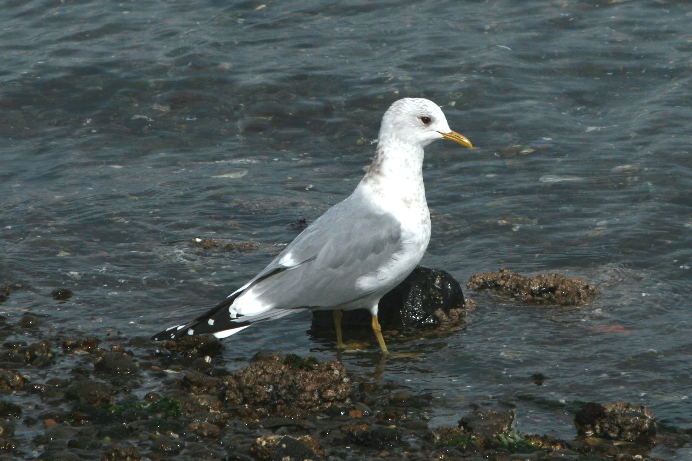 Short-billed Gull