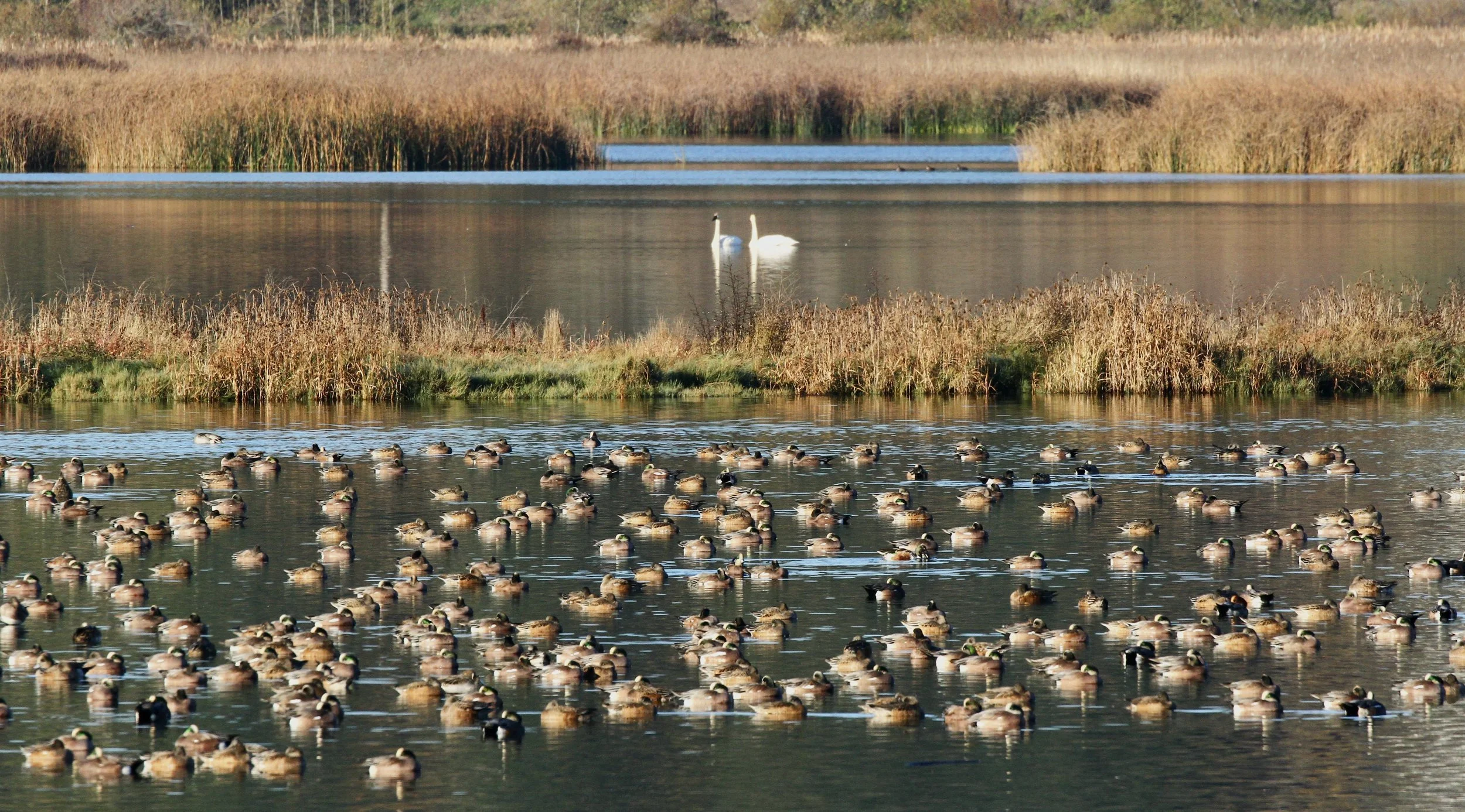 Deer Lagoon Preserve with Stef and Paul Neis