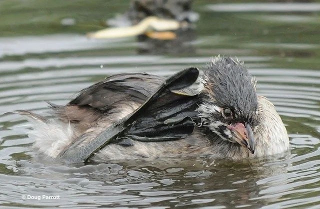 DRP_1628.JPG Pied-billed Grebe feet.jpeg