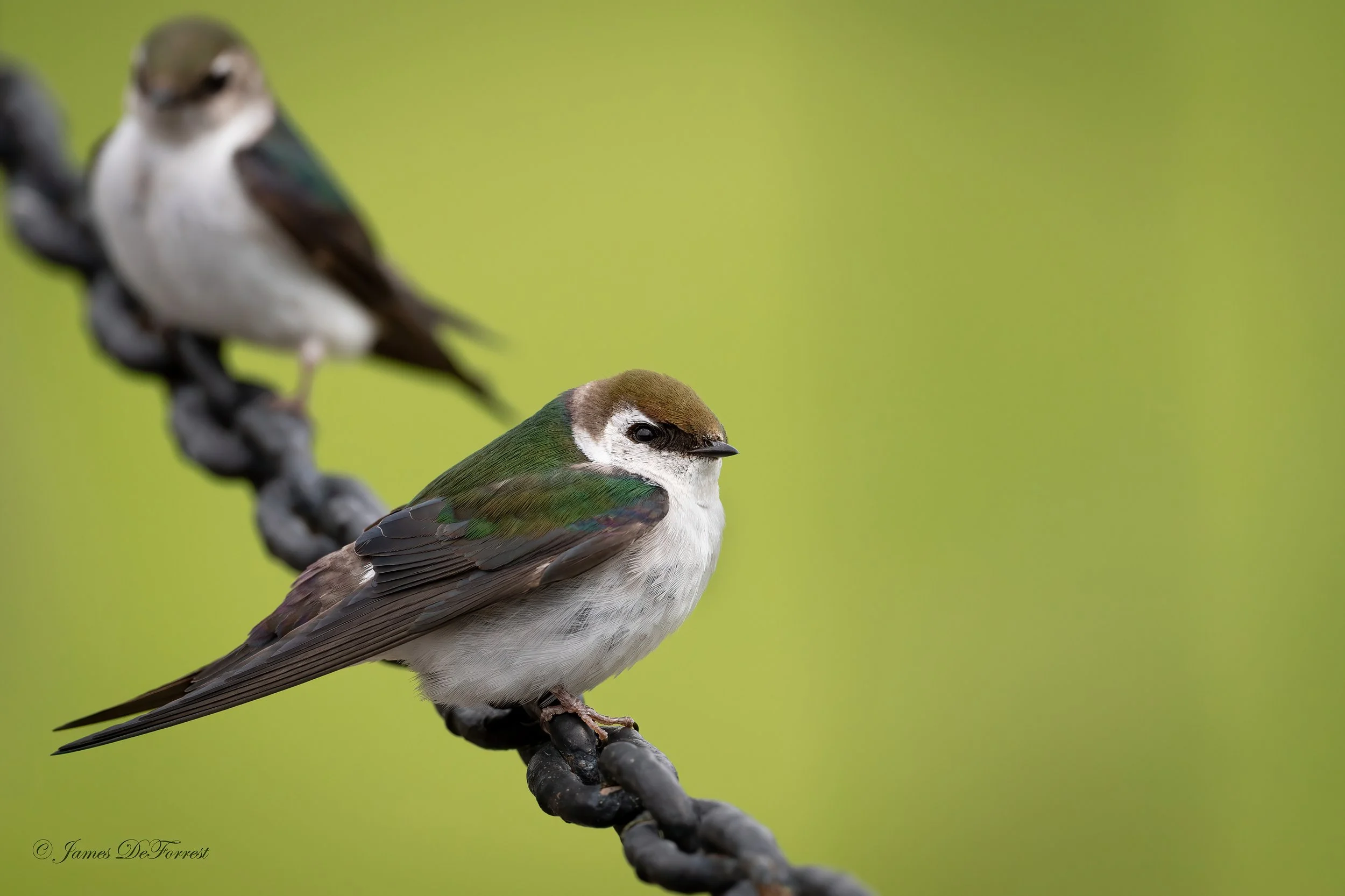 Violet-green Swallow2.jpg