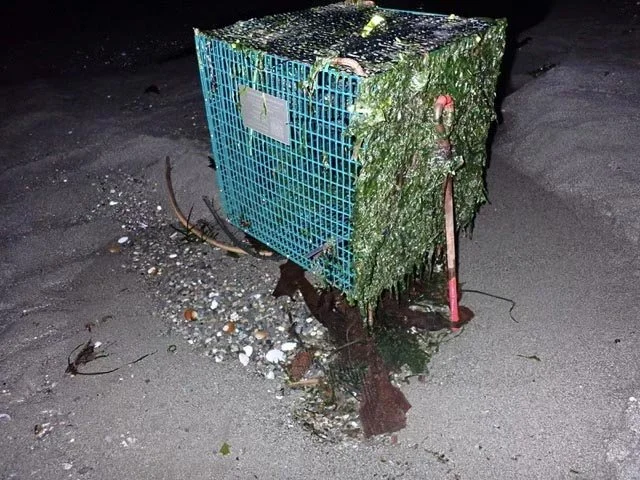 Deployed predator-proof cage containing clean mussels showing tidally deposited seaweed and kelp after deployment.