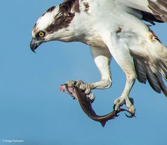 Osprey23.jpeg
