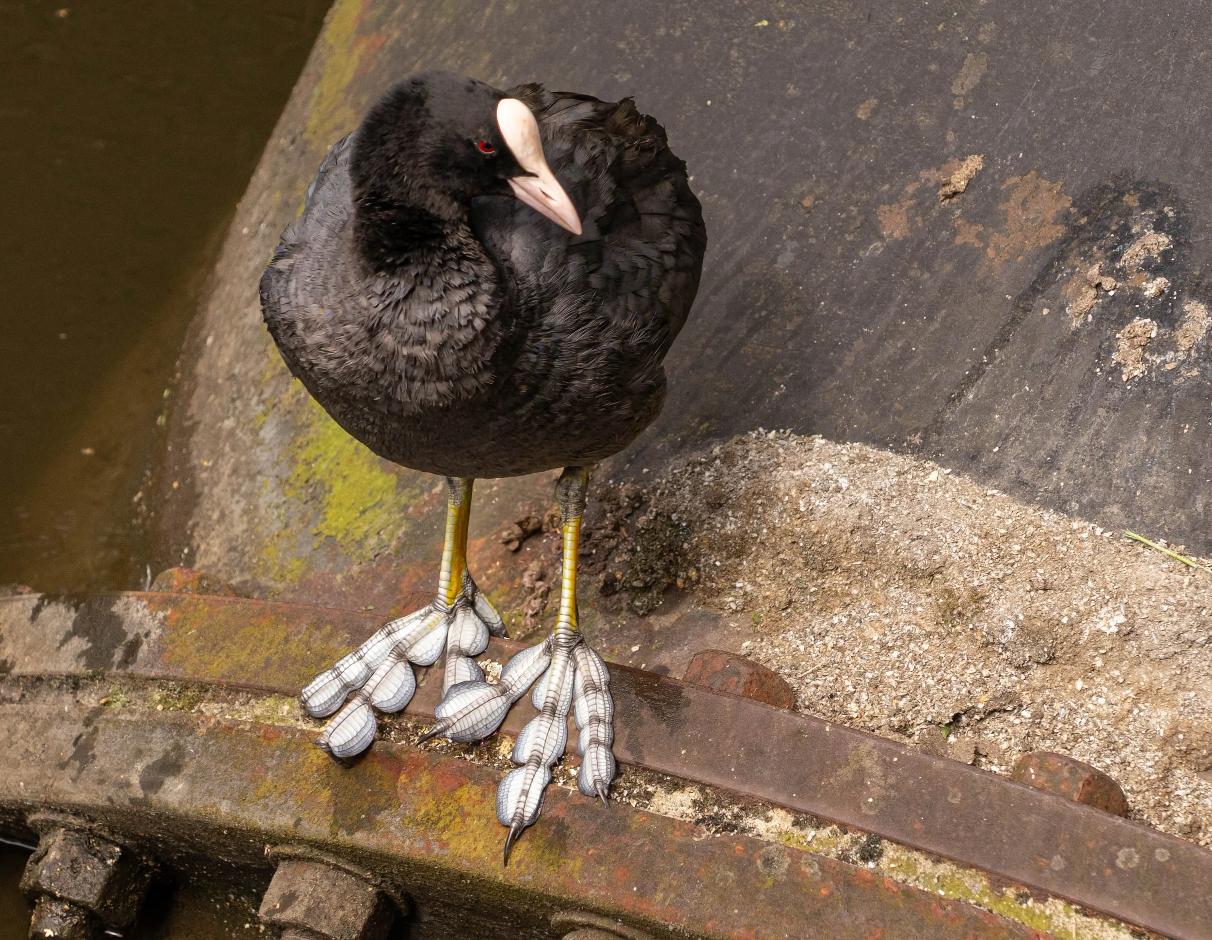 Aud_APA-2022_Eurasian-Coot_A1_20622-1_Photo-Emily-Murphy.jpg