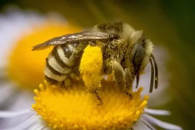 Native Bee Walk with Ingrid Carmean, Washington Native Bee Society