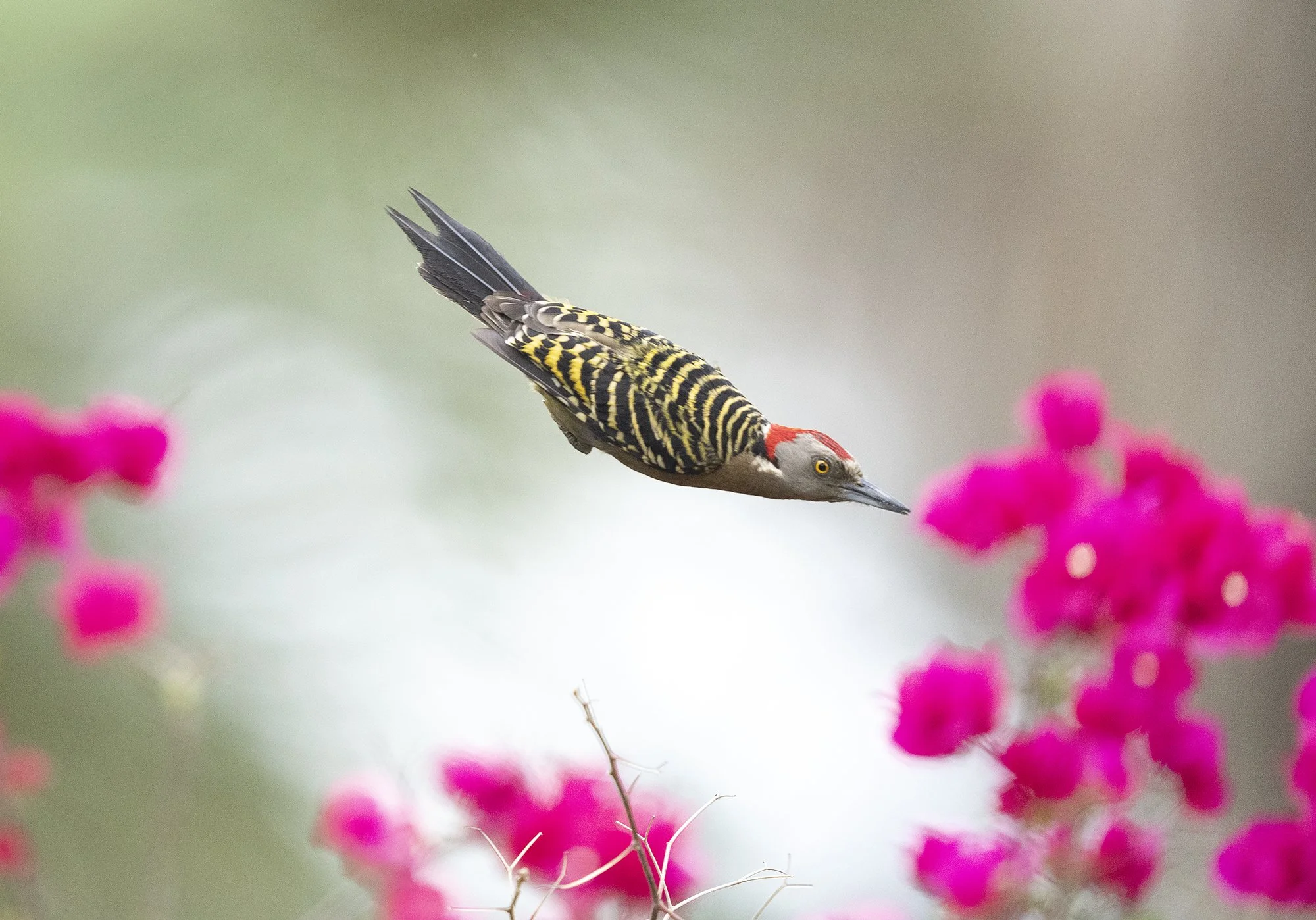 Hispaniolan Woodpeckers (5856)_SM.jpg
