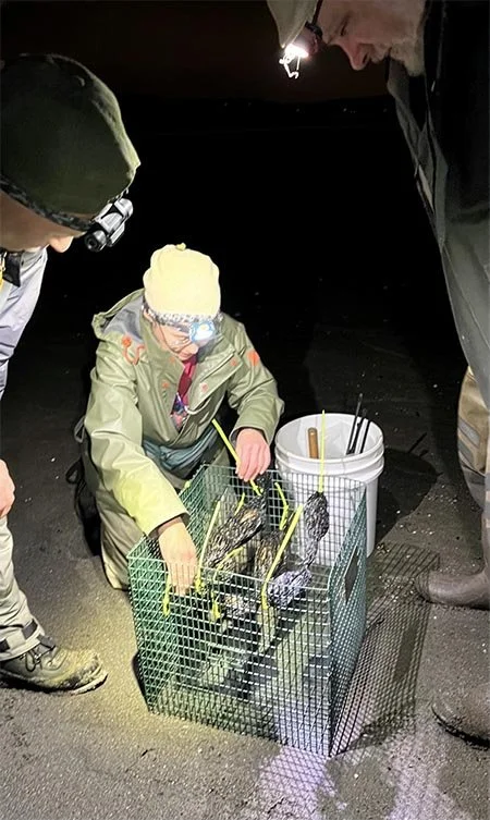 Positioning the mussel bags in the predator-proof cage at deployment, November 2025.