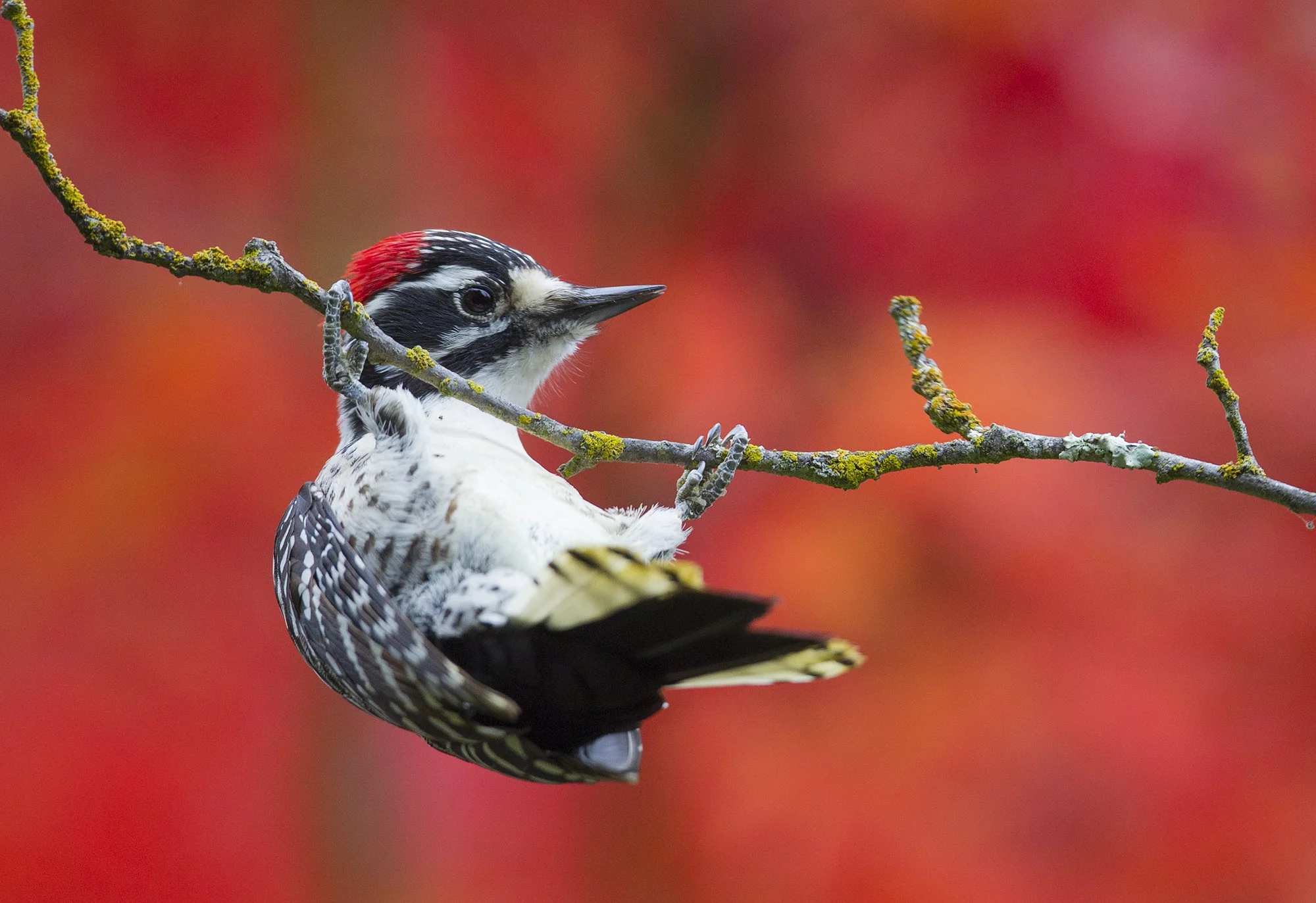 Nutall's Woodpecker (9363)_SM.jpg