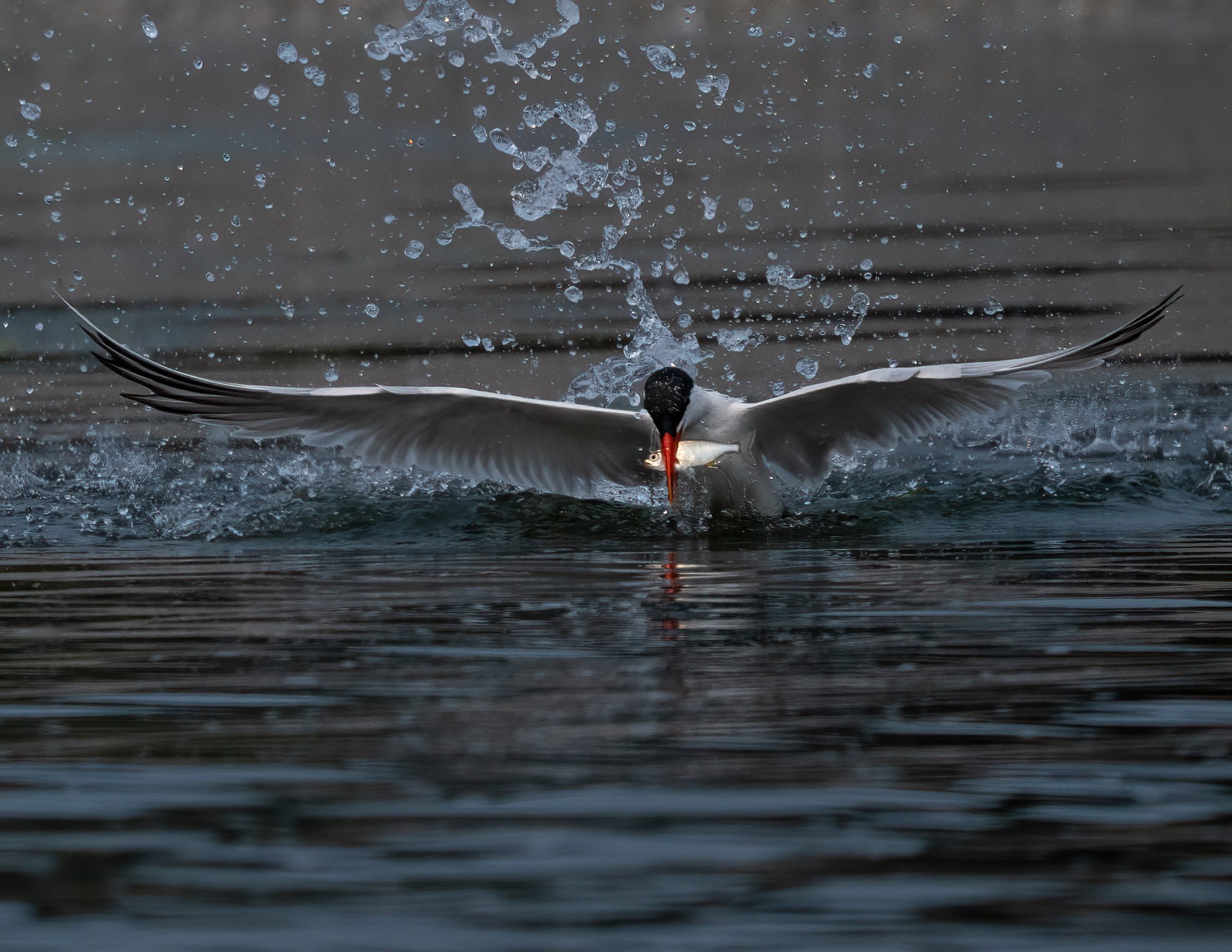 Caspian Tern.jpg