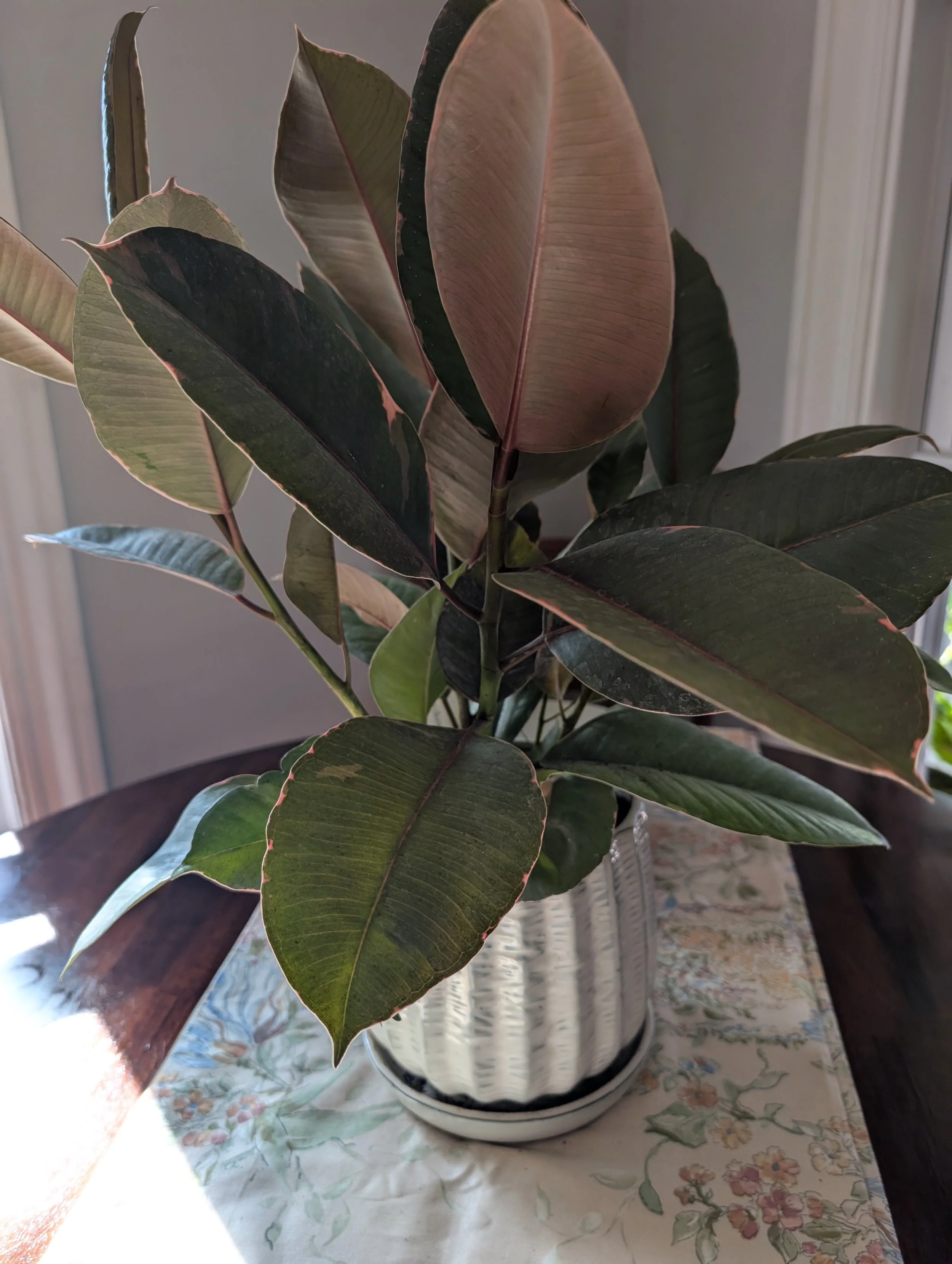 Green leafy plant with broad, striped leaves, perfect for adding a touch of holistic nutrition to your indoor space.