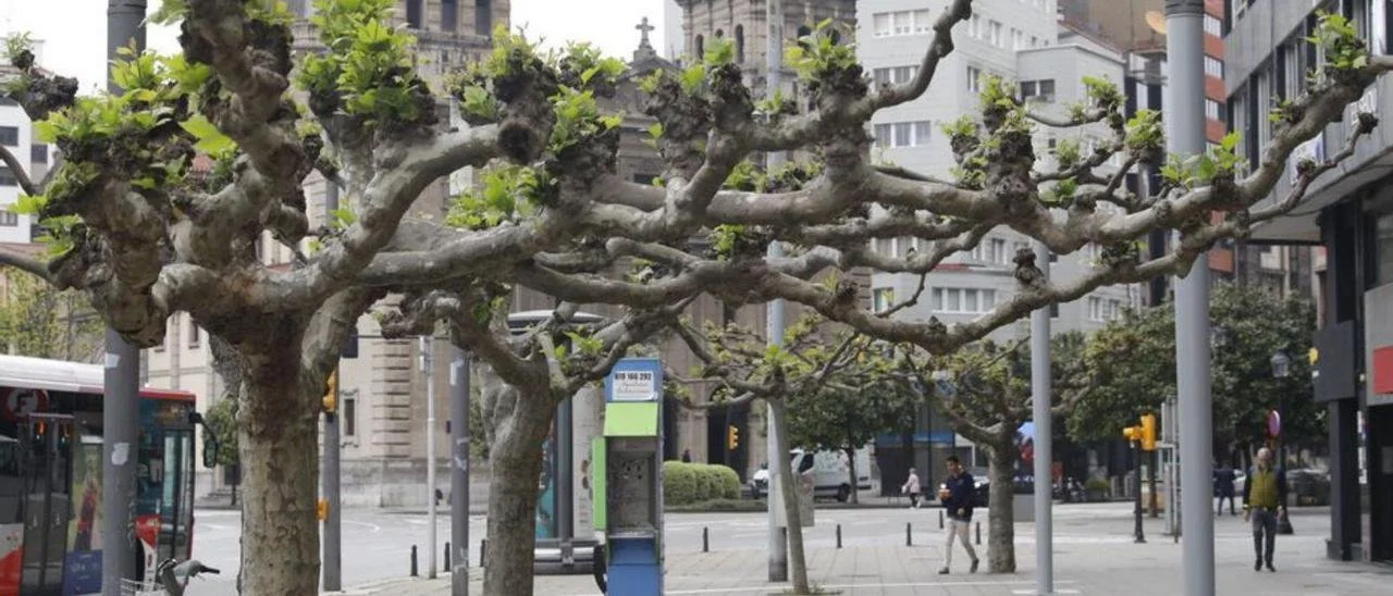 The seedbed for a greener Gijón: these are the projects for a city full of nature