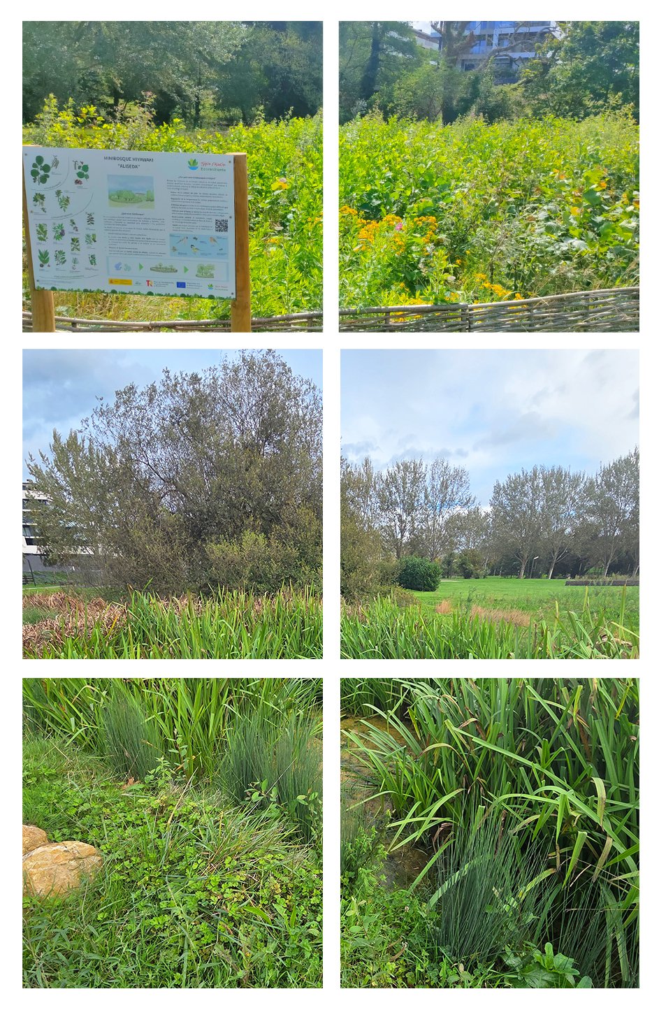 9-MINIBOSQUES, ESPECIES ACUÁTICAS.jpg