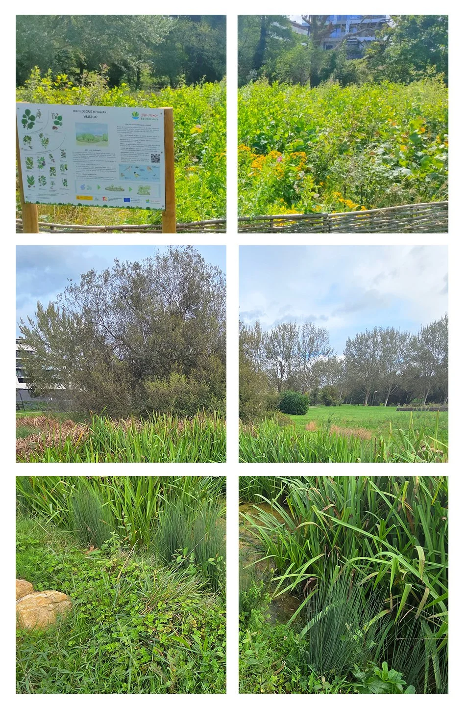 9-MINIBOSQUES, ESPECIES ACUÁTICAS.jpg