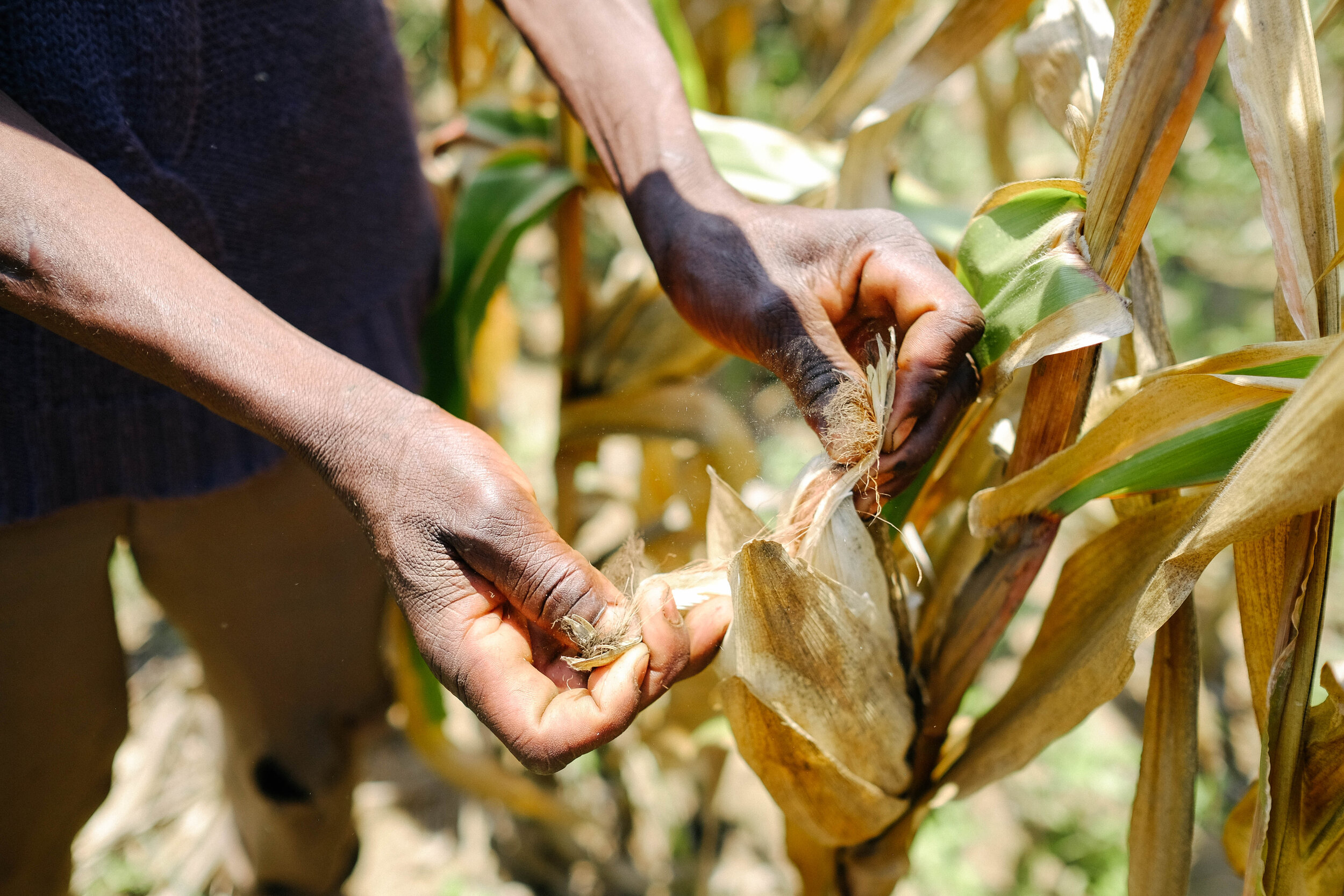 20181207_Mozambique_SMART_ Association Irrigation Murore_AL-15.jpg