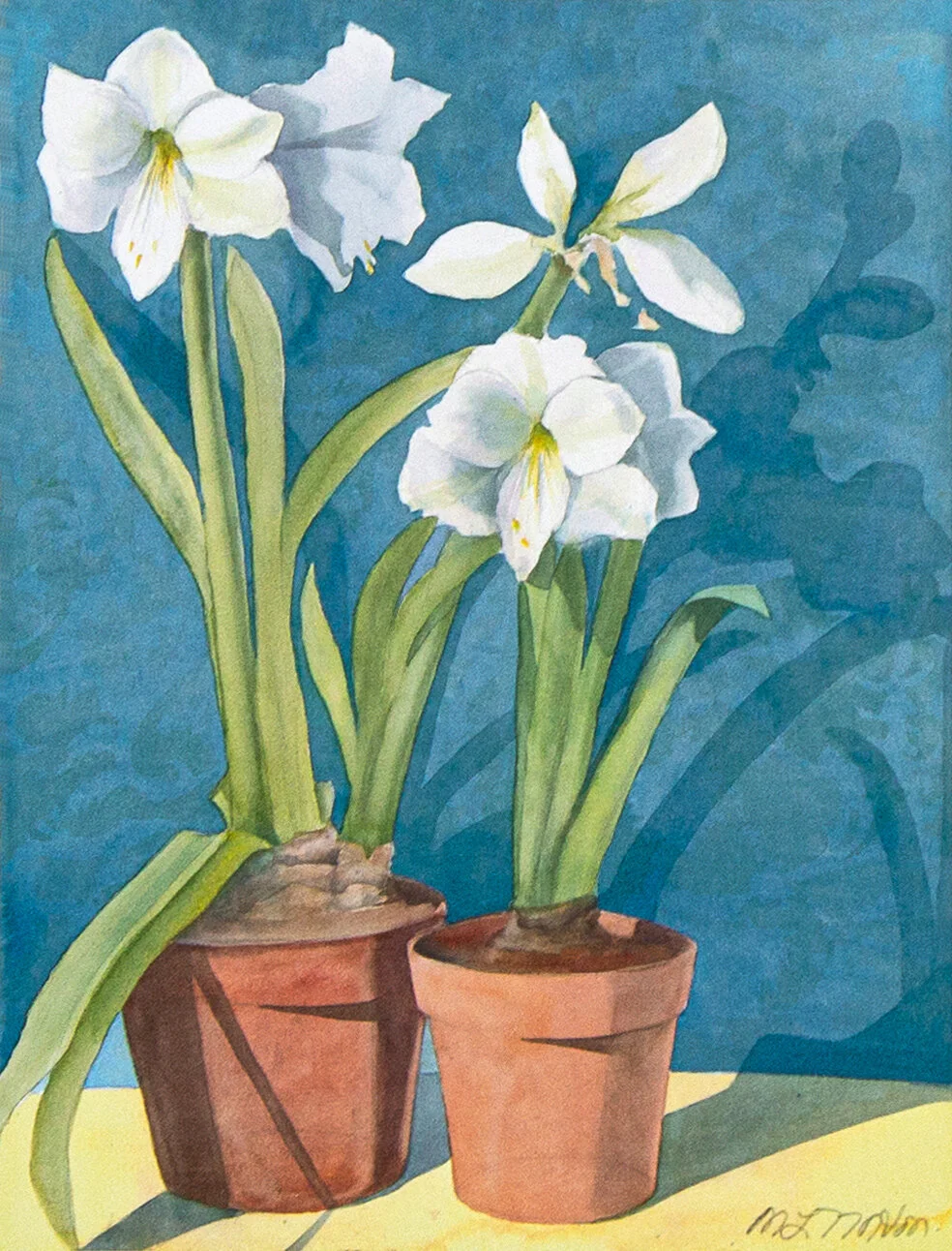 White Amaryllis – Two Pots