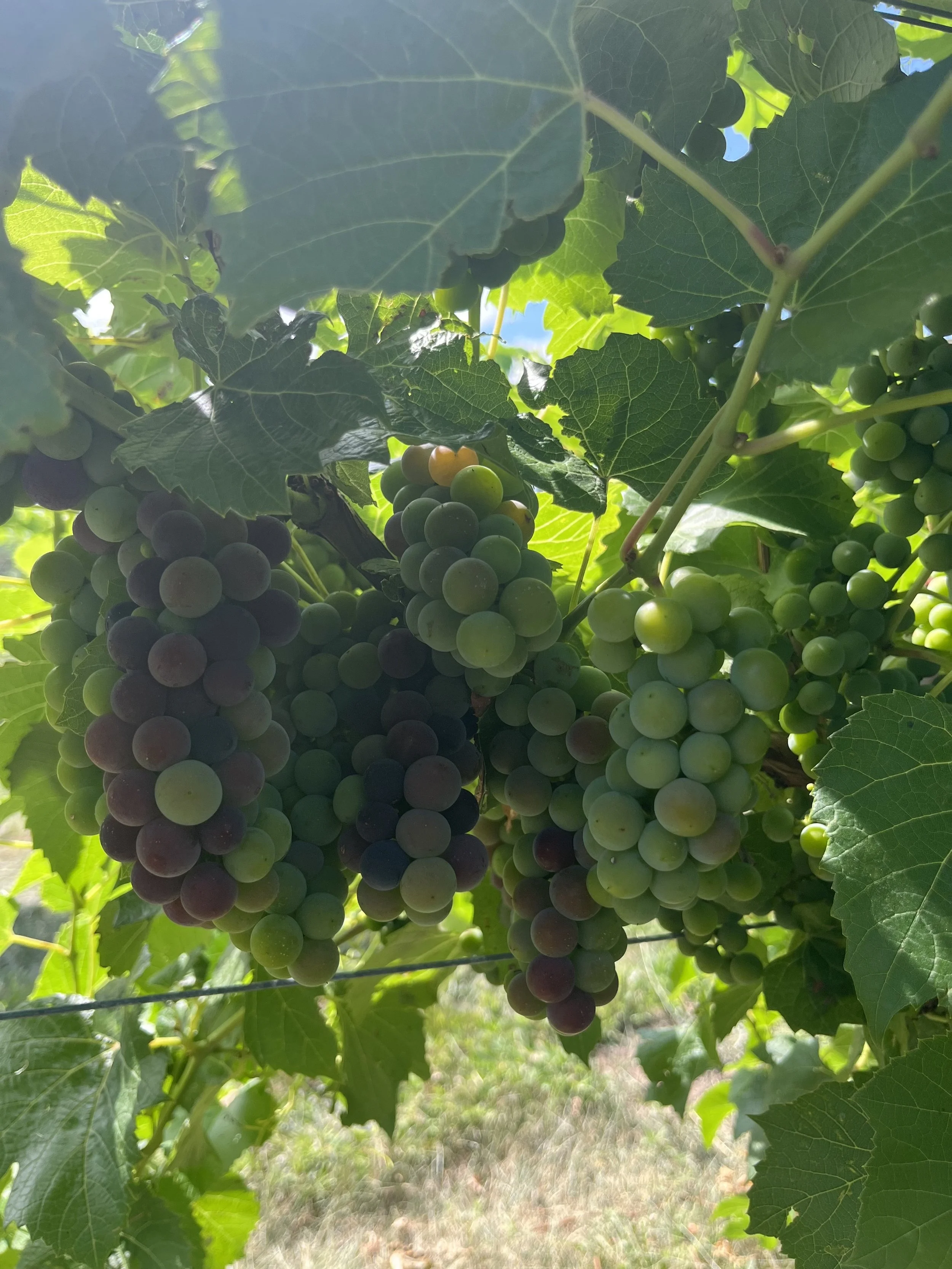 Grapes in veraison.jpg